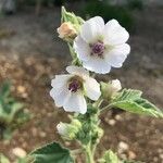 Althaea officinalis പുഷ്പം