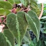 Begonia imperialis Hoja