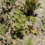 Androsace maxima Mbuma