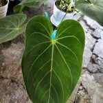 Anthurium faustomirandae Листок