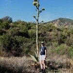 Agave havardiana Агульны выгляд