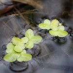 Lemna minuta Habitus