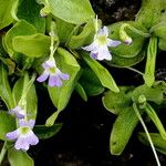 Pinguicula crystallina Žiedas