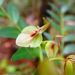 Stigmatodactylus grandiflorus Flower