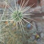 Echinops echinatus Fruit