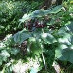 Podophyllum versipelle Fiore