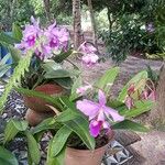 Cattleya jenmanii Φλοιός