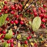 Malus prunifolia Fruit