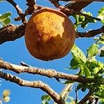 Vangueria madagascariensis Fruit