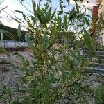 Phyllostachys aurea Blatt