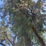Eucalyptus sideroxylon Květ