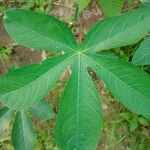 Manihot esculenta Leaf