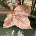 Liquidambar formosana List