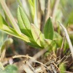 Polygala monspeliaca 叶