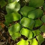 Adiantum peruvianum Folha