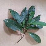 Pouteria jariensis 叶
