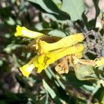Nicotiana glauca Virág