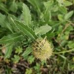 Centaurea napifolia Frucht