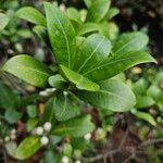 Skimmia japonica Levél