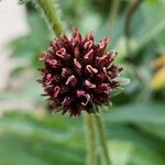 Echinacea pallida 果實