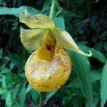 Cypripedium parviflorum ফুল