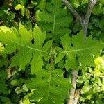 Polymnia canadensis Leaf