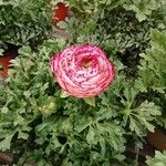 Ranunculus asiaticusKvět