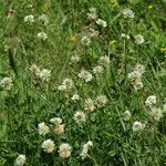 Trifolium montanum 形態