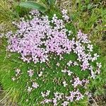 Silene acaulisBlomma