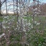 Prunus americana Habit
