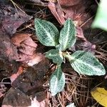 Goodyera pubescens Blatt