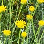 Santolina villosa Flor