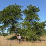 Pinus banksiana Hábito