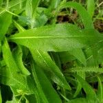 Hieracium caespitosum Leaf