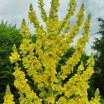 Verbascum speciosum Flor