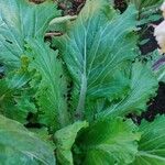 Brassica juncea Blatt