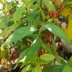 Persicaria hydropiper Leaf