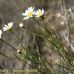 Argyranthemum gracile Övriga