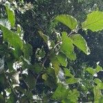 Coccoloba caracasana Otro