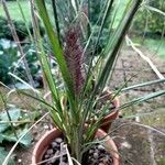 Cenchrus × longistylus 葉
