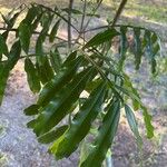 Filicium decipiens Leaf