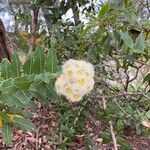 Angophora hispida ᱵᱟᱦᱟ