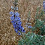 Lupinus formosus Flor