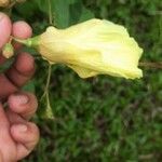Gossypium herbaceum Flor