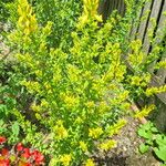 Genista tinctoria Natur