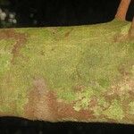 Tovomita longifolia 樹皮
