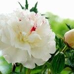 Paeonia lactiflora Fleur