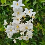 Solanum laxum Blüte