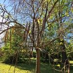 Catalpa bignonioides ফল