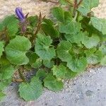 Campanula portenschlagiana Лист